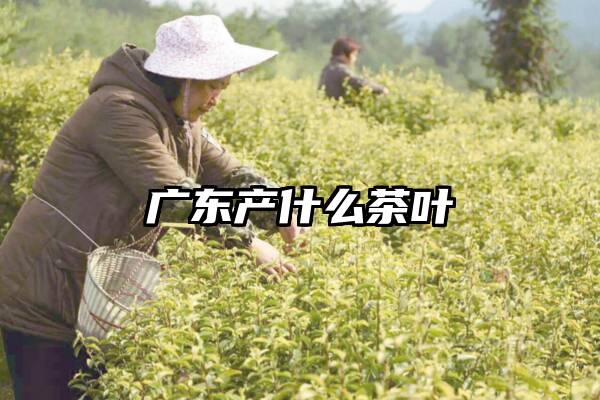 广东产什么茶叶