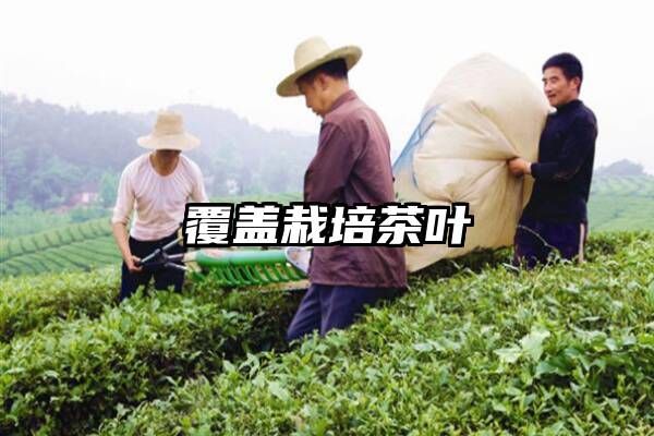 覆盖栽培茶叶