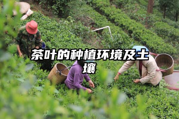 茶叶的种植环境及土壤