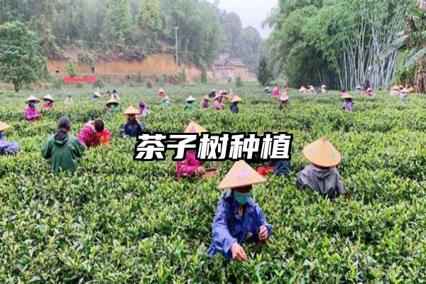 茶子树种植