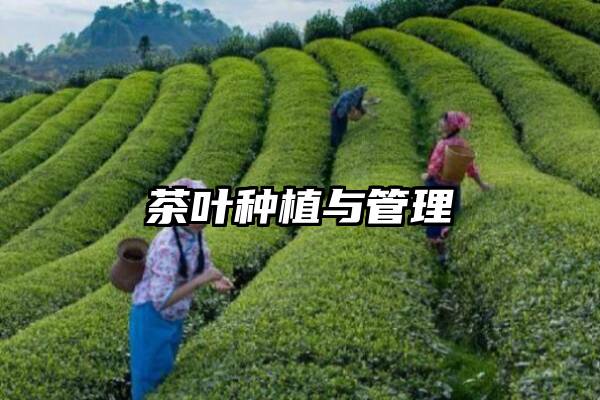 茶叶种植与管理