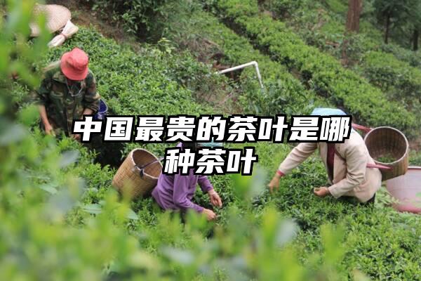 中国最贵的茶叶是哪种茶叶