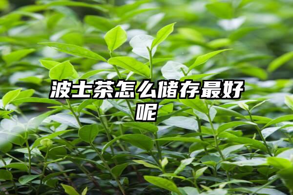 波士茶怎么储存最好呢