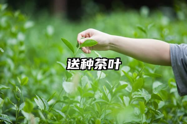 送种茶叶