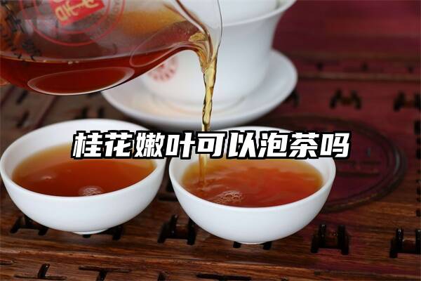 桂花嫩叶可以泡茶吗