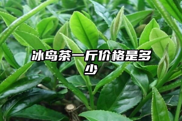 冰岛茶一斤价格是多少