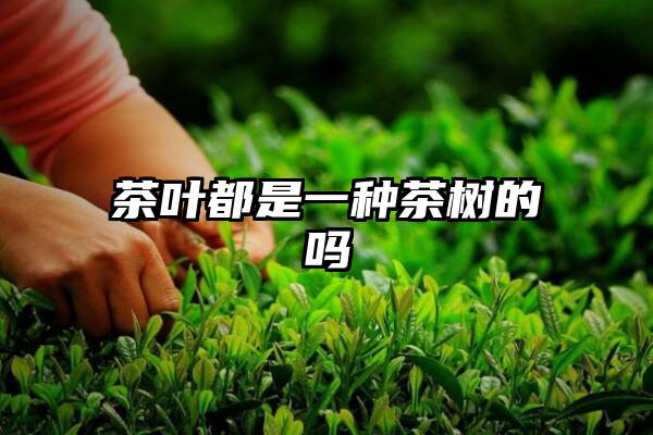 茶叶都是一种茶树的吗