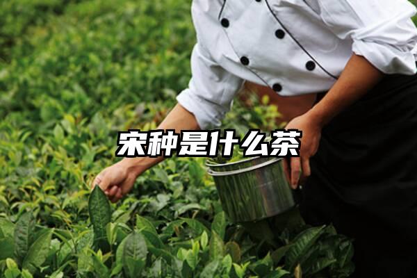 宋种是什么茶