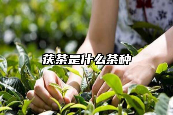 茯茶是什么茶种