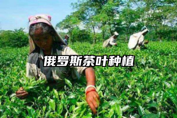 俄罗斯茶叶种植