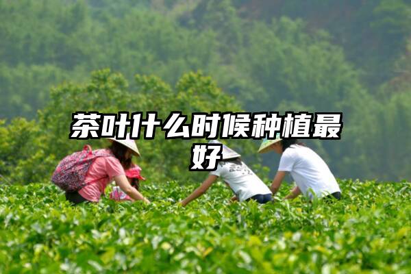 茶叶什么时候种植最好