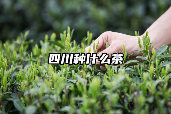 四川种什么茶