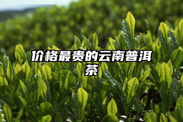 价格最贵的云南普洱茶