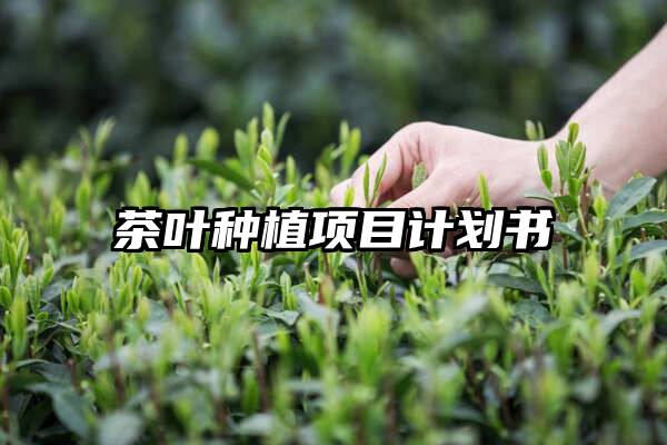 茶叶种植项目计划书