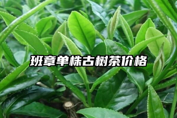 班章单株古树茶价格