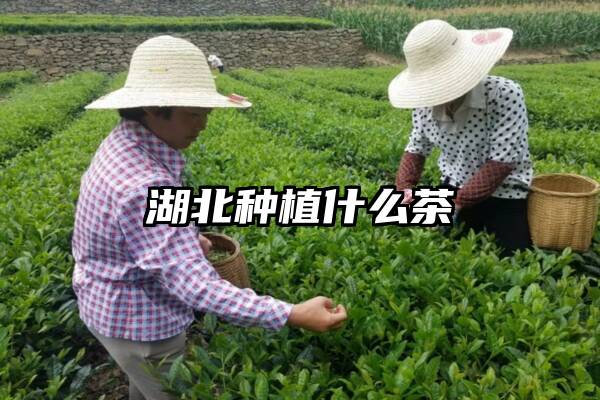 湖北种植什么茶