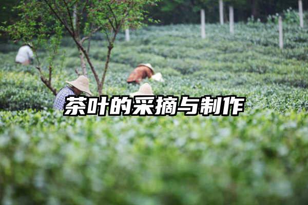 茶叶的采摘与制作