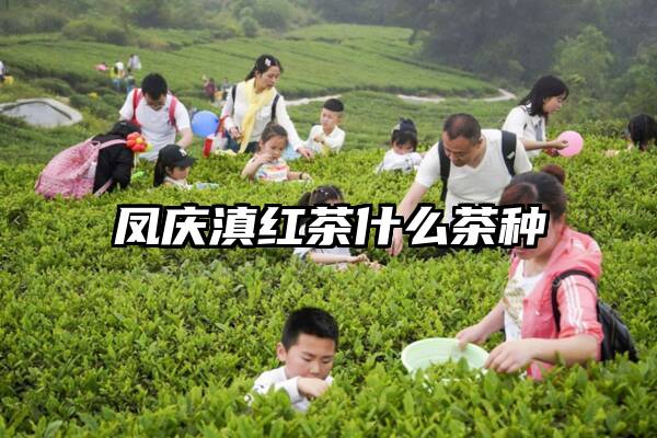 凤庆滇红茶什么茶种