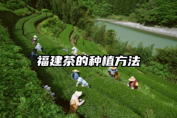 福建茶的种植方法