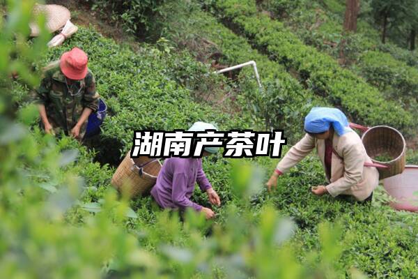 湖南产茶叶