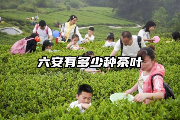 六安有多少种茶叶