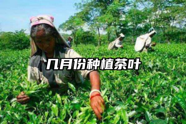 几月份种植茶叶