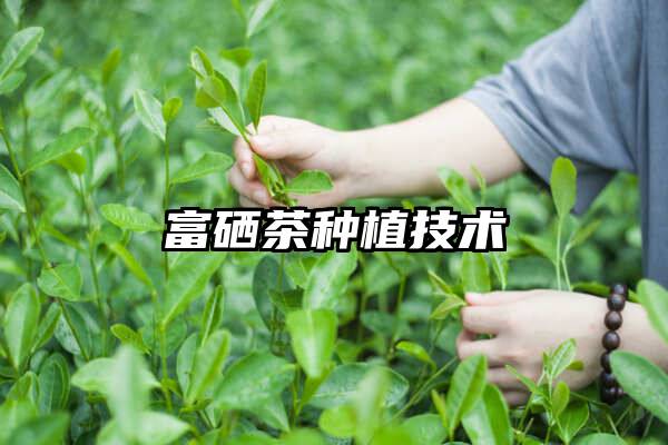 富硒茶种植技术