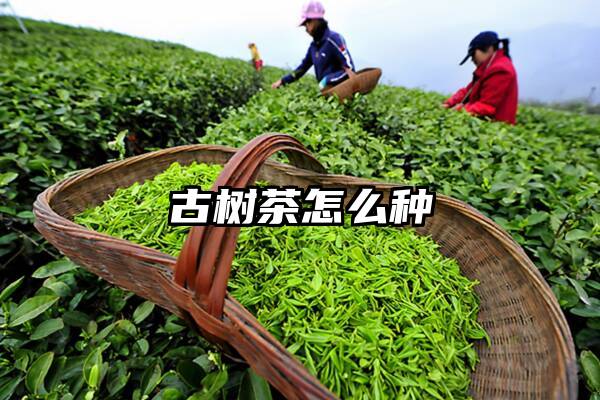 古树茶怎么种