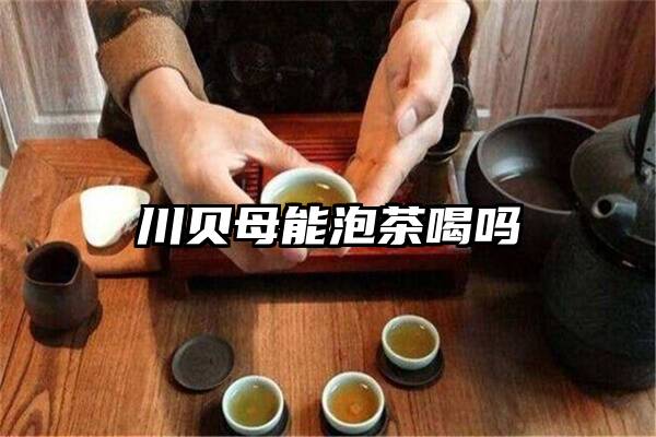 川贝母能泡茶喝吗