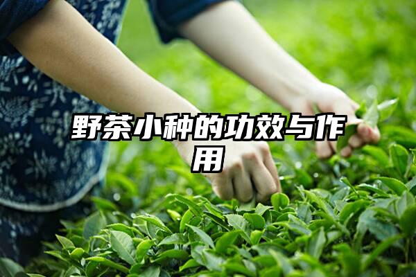 野茶小种的功效与作用