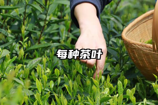 每种茶叶