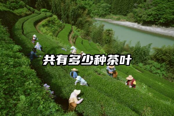 共有多少种茶叶