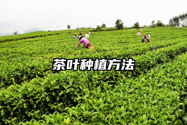 茶叶种植方法