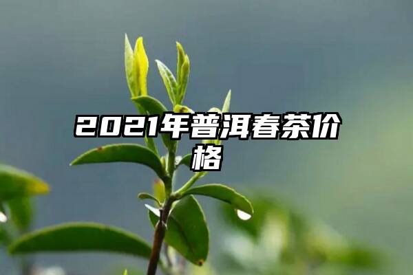 2021年普洱春茶价格