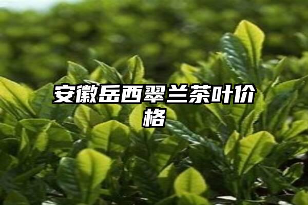 安徽岳西翠兰茶叶价格