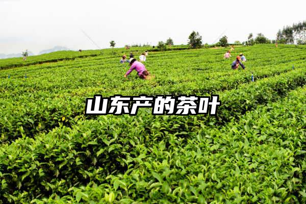 山东产的茶叶