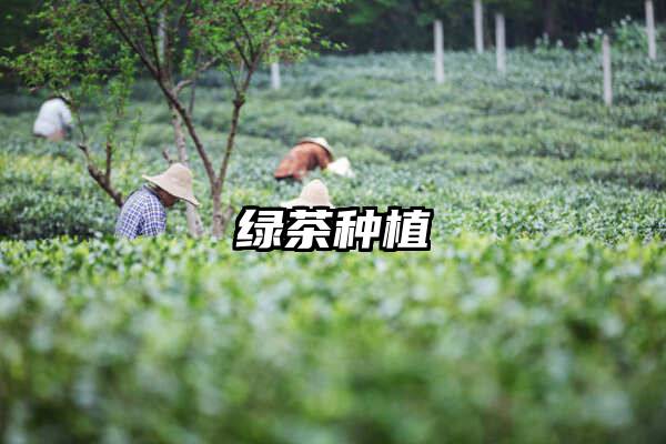 绿茶种植