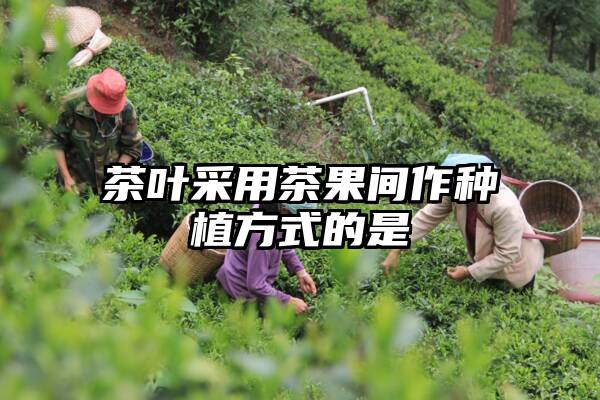 茶叶采用茶果间作种植方式的是