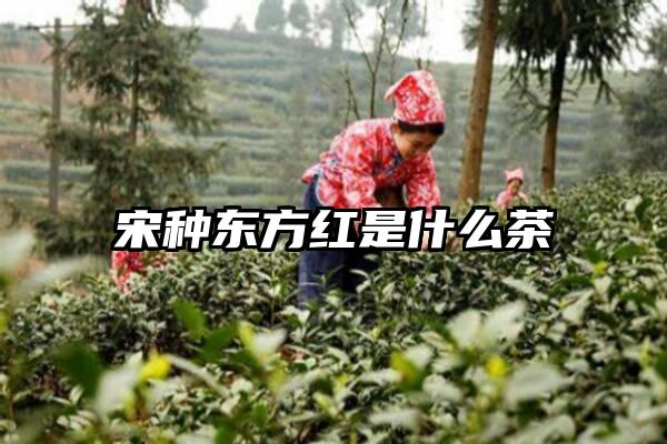 宋种东方红是什么茶