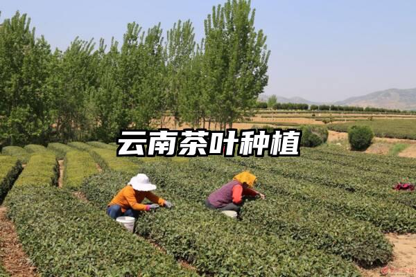 云南茶叶种植