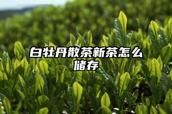 白牡丹散茶新茶怎么储存