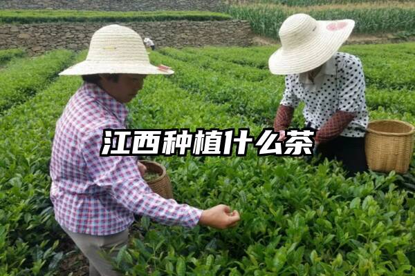 江西种植什么茶