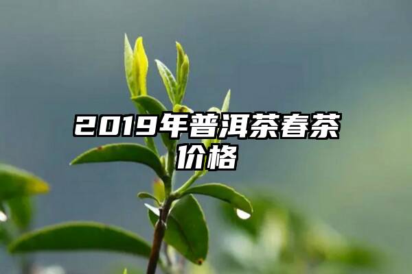 2019年普洱茶春茶价格