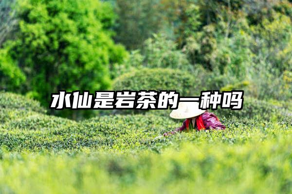 水仙是岩茶的一种吗