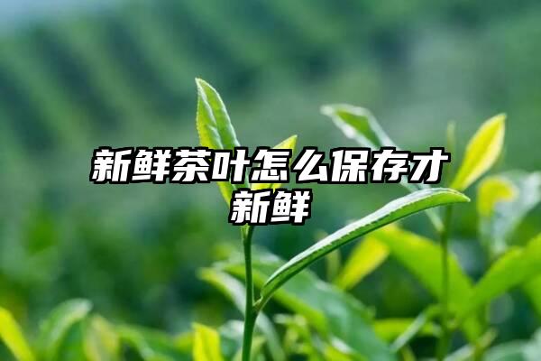 新鲜茶叶怎么保存才新鲜