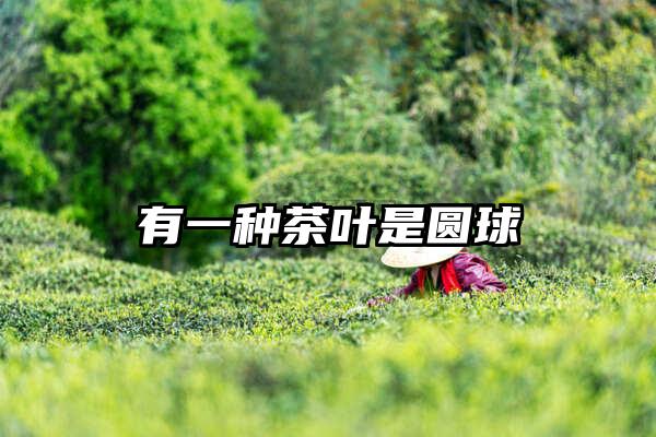 有一种茶叶是圆球