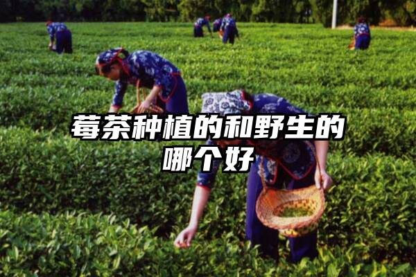 莓茶种植的和野生的哪个好