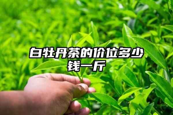 白牡丹茶的价位多少钱一斤