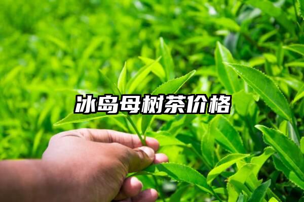 冰岛母树茶价格