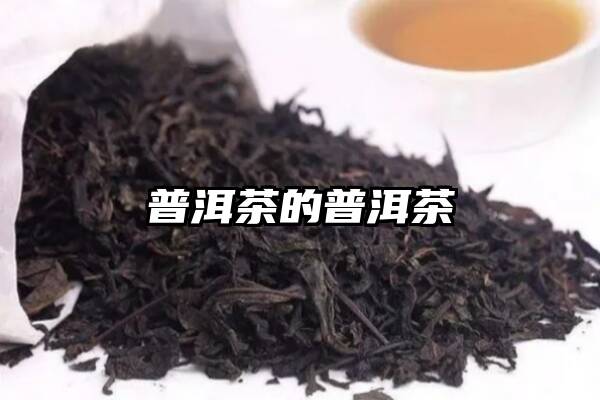 普洱茶的普洱茶